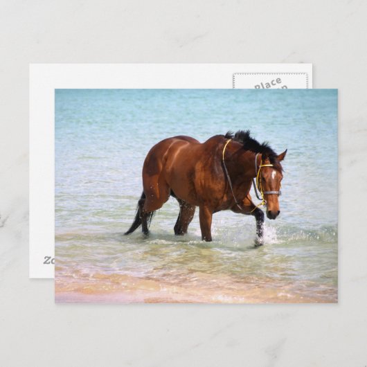 Paarden op het strand Briefkaart (Voorkant / Achterkant)