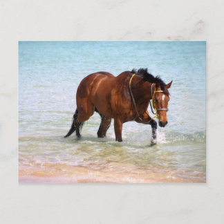 Paarden op het strand Briefkaart