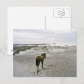 Paarden op het strand briefkaart (Voorkant / Achterkant)