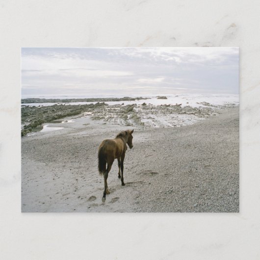 Paarden op het strand briefkaart (Voorkant)