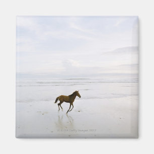 Paarden op het strand magneet