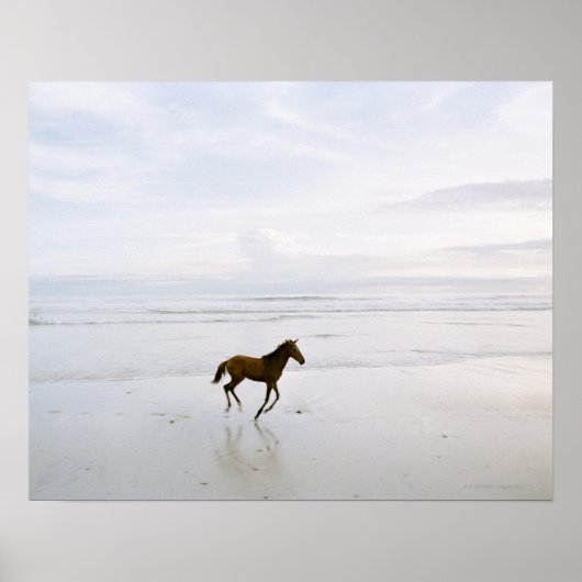 Paarden op het strand poster (Voorkant)