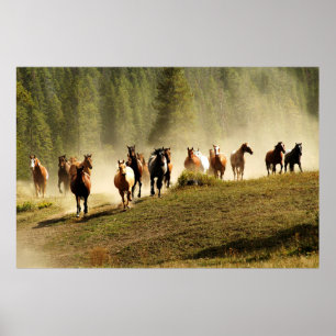 paarden op Montana ranch Poster
