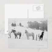 Paarden op ranch briefkaart (Voorkant / Achterkant)
