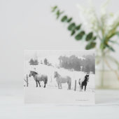 Paarden op ranch briefkaart (Staand voorkant)