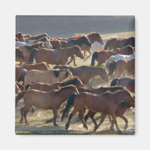 Paarden op ranch, Inner Mongolië, China Magneet