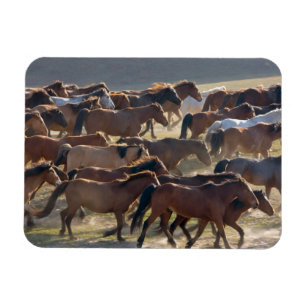 Paarden op ranch, Inner Mongolië, China Magneet