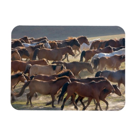Paarden op ranch, Inner Mongolië, China Magneet (Horizontaal)