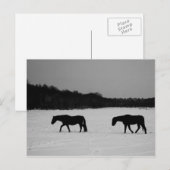 Paarden op sneeuw pccna briefkaart (Voorkant / Achterkant)