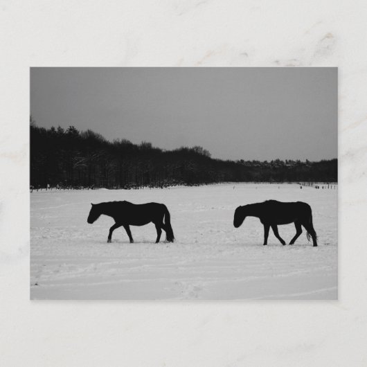 Paarden op sneeuw pccna briefkaart (Voorkant)