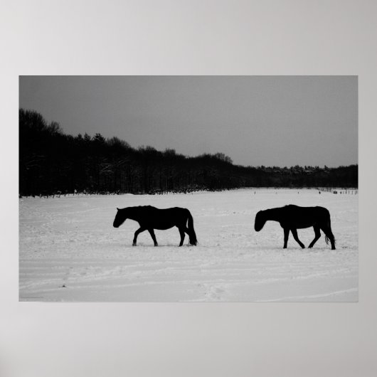 Paarden op sneeuw wapcna poster (Voorkant)