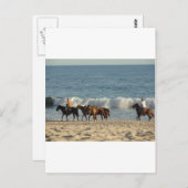 Paarden op strand briefkaart (Voorkant / Achterkant)