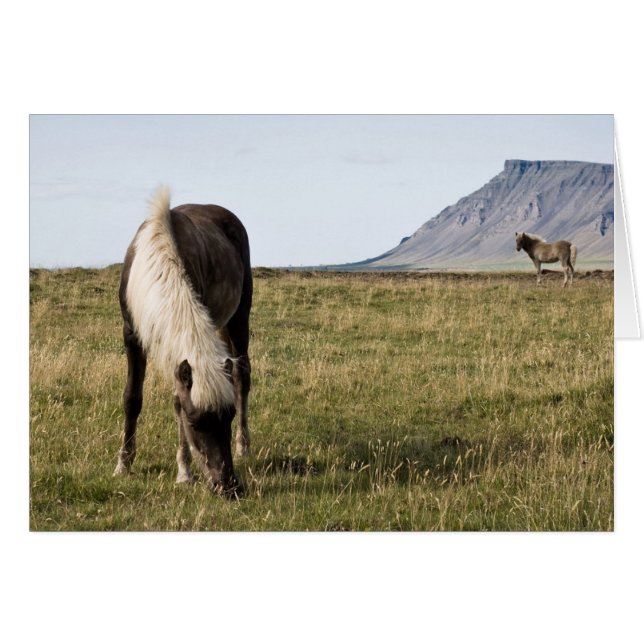 Paarden op walvisgebied (Voorkant Horizontaal)