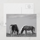 Paarden op walvisgebied #2 briefkaart (Voorkant / Achterkant)