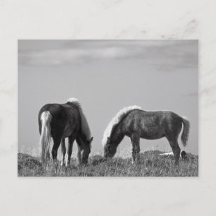 Paarden op walvisgebied #2 briefkaart