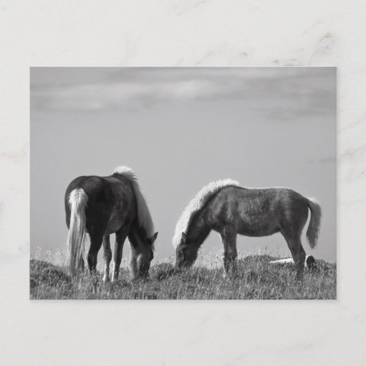 Paarden op walvisgebied #2 briefkaart (Voorkant)