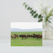 Paarden op weide - Landschapsfoto Briefkaart (Staand voorkant)
