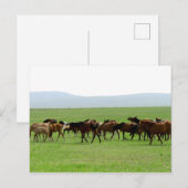 Paarden op weide - Landschapsfoto Briefkaart (Voorkant / Achterkant)