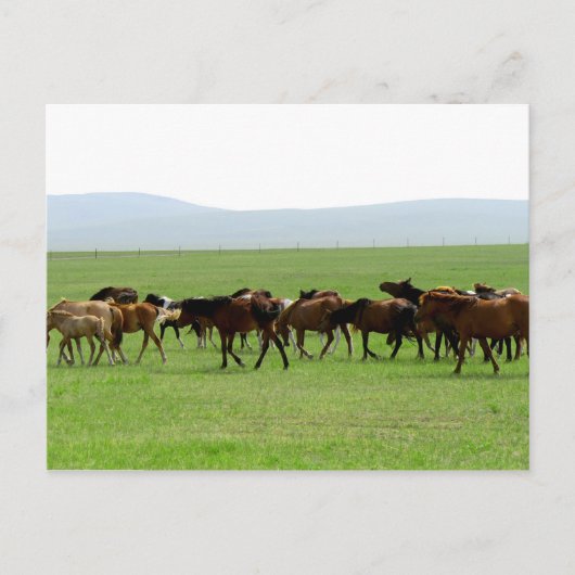 Paarden op weide - Landschapsfoto Briefkaart (Voorkant)