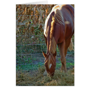 Paarden op zonsondergang