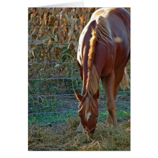 Paarden op zonsondergang (Voorkant)