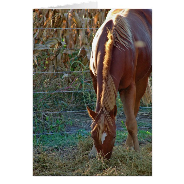 Paarden op zonsondergang (Voorkant)