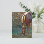 Paarden op zonsondergang briefkaart (Staand voorkant)