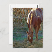 Paarden op zonsondergang briefkaart (Voorkant / Achterkant)