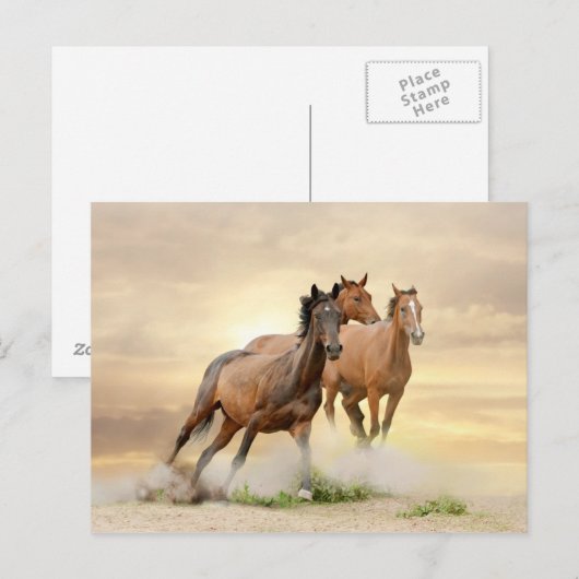 Paarden op zonsondergang briefkaart (Voorkant / Achterkant)