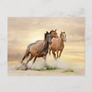 Paarden op zonsondergang briefkaart