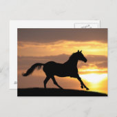 Paarden op zonsondergang briefkaart (Voorkant / Achterkant)