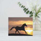 Paarden op zonsondergang briefkaart (Staand voorkant)