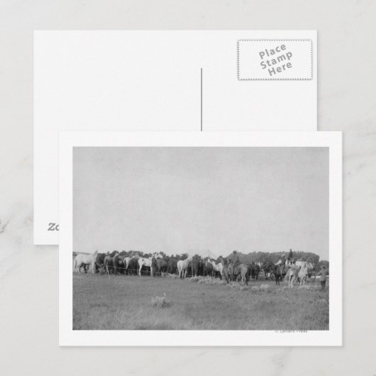 Paarden opgehangen door Cowboys Foto Briefkaart (Voorkant / Achterkant)