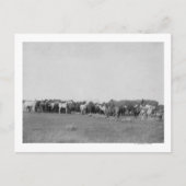Paarden opgehangen door Cowboys Foto Briefkaart (Voorkant)