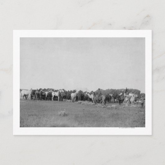 Paarden opgehangen door Cowboys Foto Briefkaart (Voorkant)