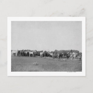 Paarden opgehangen door Cowboys Foto Briefkaart