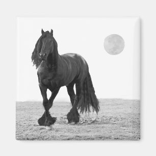Paarden perfect magneet