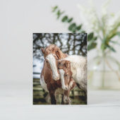 Paarden/ponies Briefkaart (Staand voorkant)