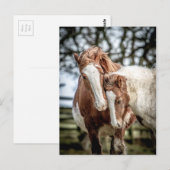 Paarden/ponies Briefkaart (Voorkant / Achterkant)