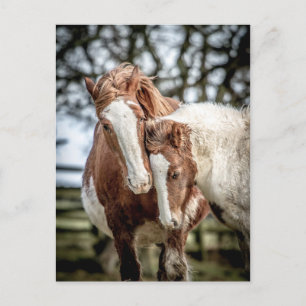 Paarden/ponies Briefkaart