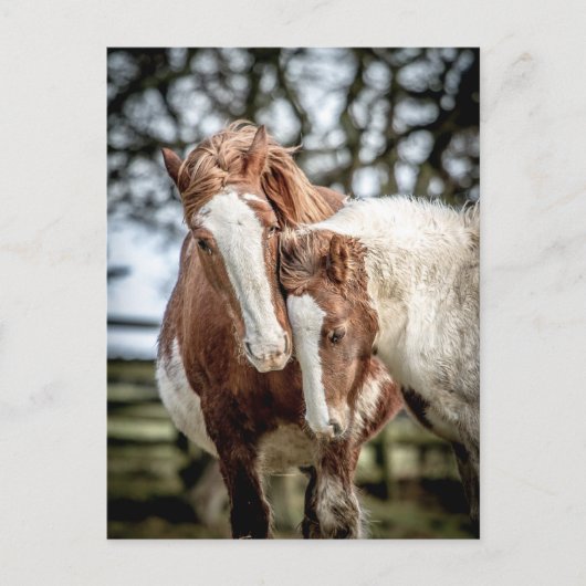 Paarden/ponies Briefkaart (Voorkant)