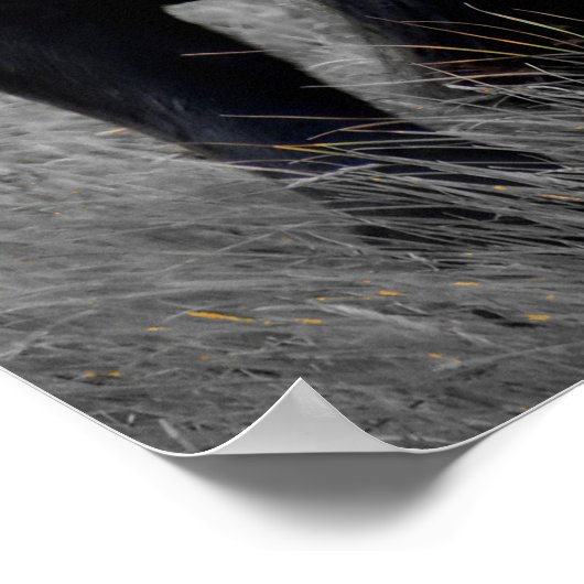 Paarden Portret: selectieve kleurenfotografie Poster (Hoek)