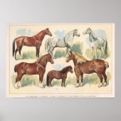  paarden poster (Voorkant)