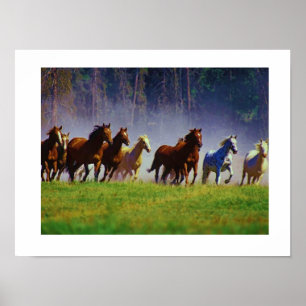 paarden poster