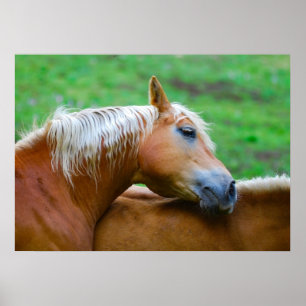 Paarden Poster