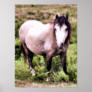 PAARDEN POSTER