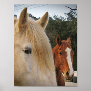 Paarden Poster