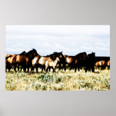 paarden poster (Voorkant)