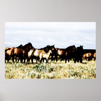paarden poster