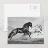 Paarden rennen briefkaart (Voorkant / Achterkant)